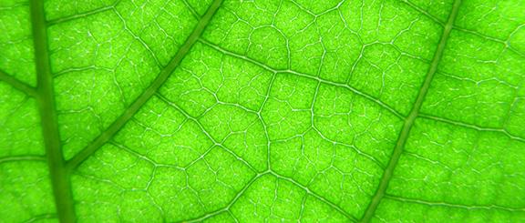 close-up of a leaf